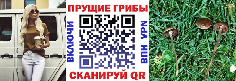 Псилоцибиновые грибы Psilocybine cubensis  omg вход  Куровское 